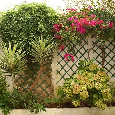 Patio Da Laranjeira Tomar